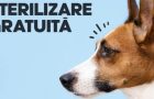 Sterilizări gratuite pentru câini cu stăpân în Comuna Peștișani