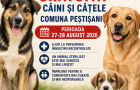 Campanie sterilizare gratuită CÂINI și CĂȚELE